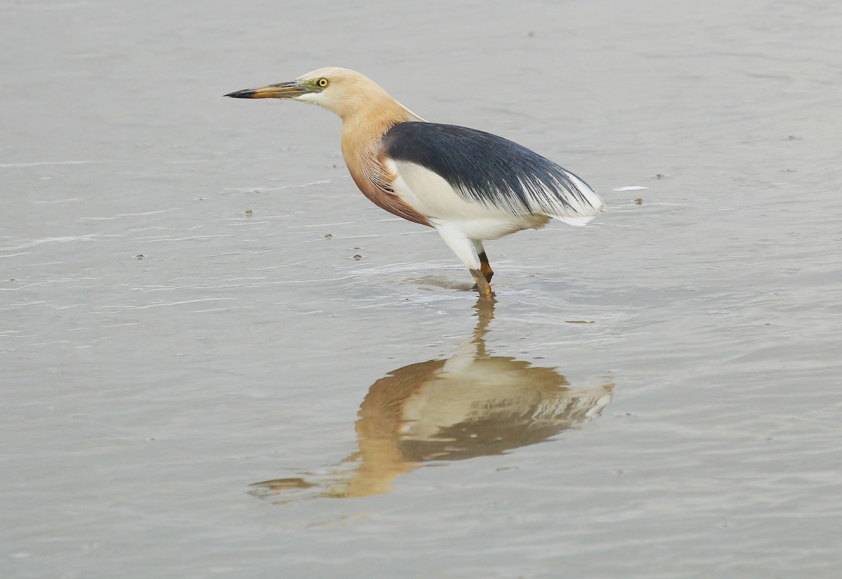 Javan Pond-Heron - Neoh Hor Kee