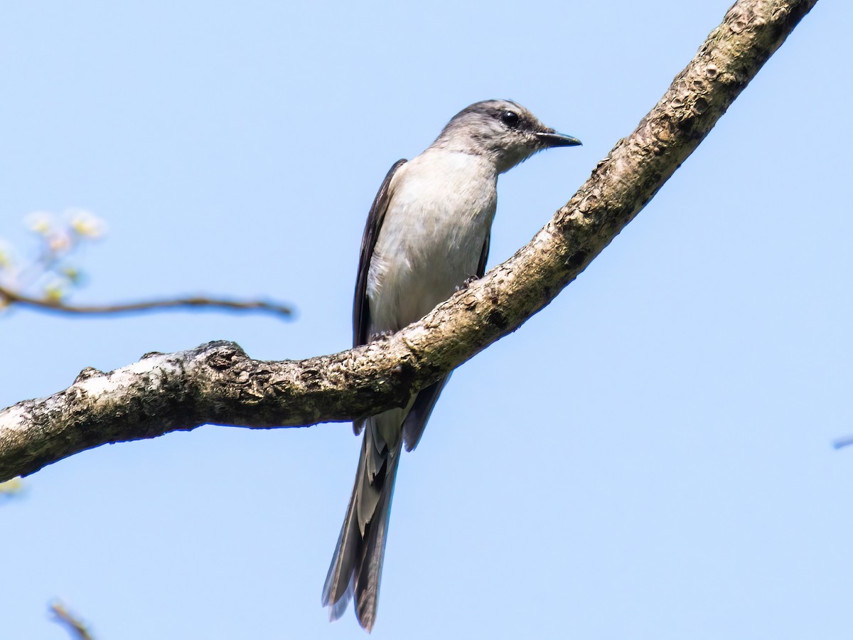 Ashy Minivet - ML540110541