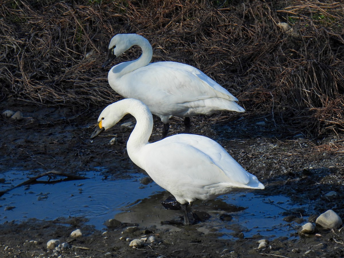Cygne siffleur - ML540111151