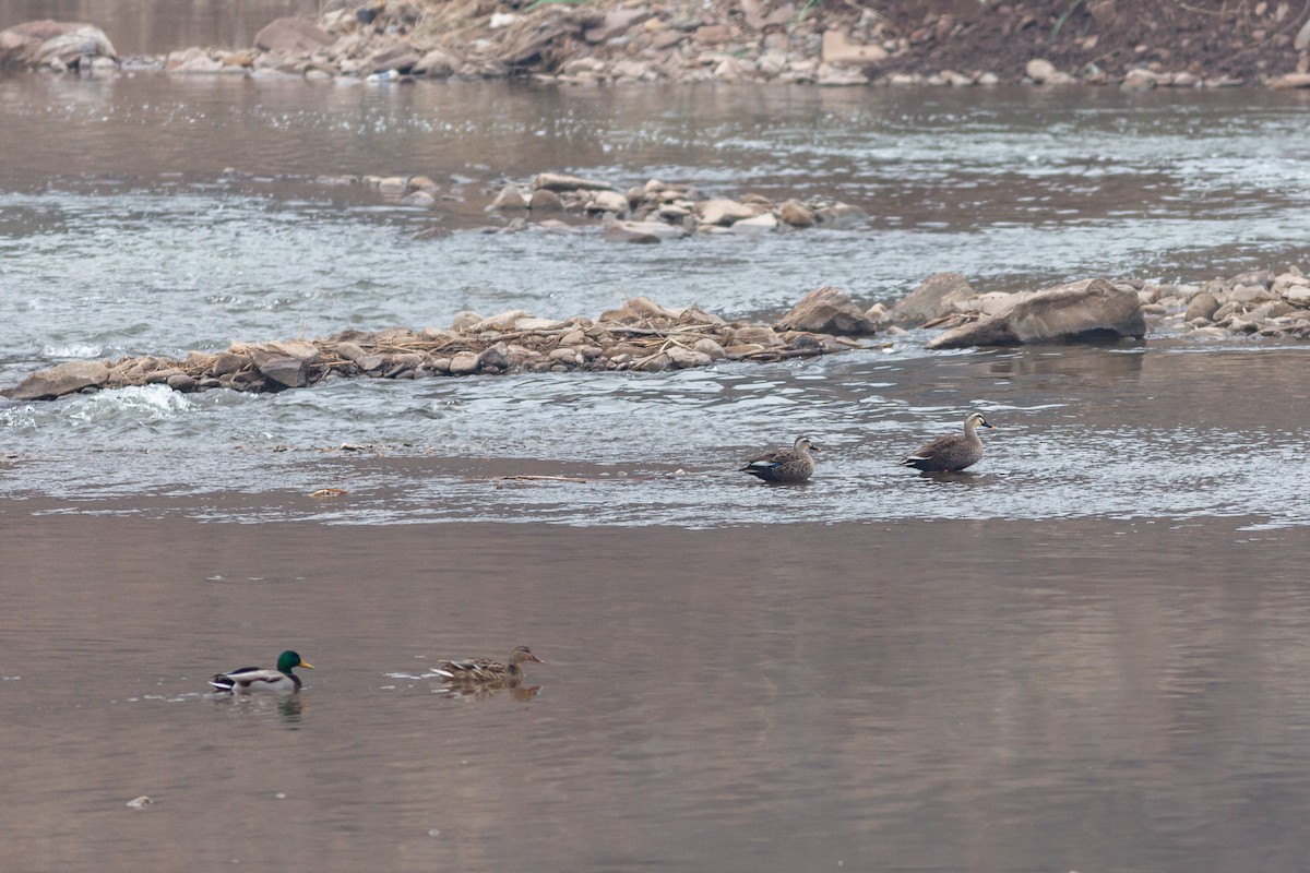 Eastern Spot-billed Duck - ML540111271