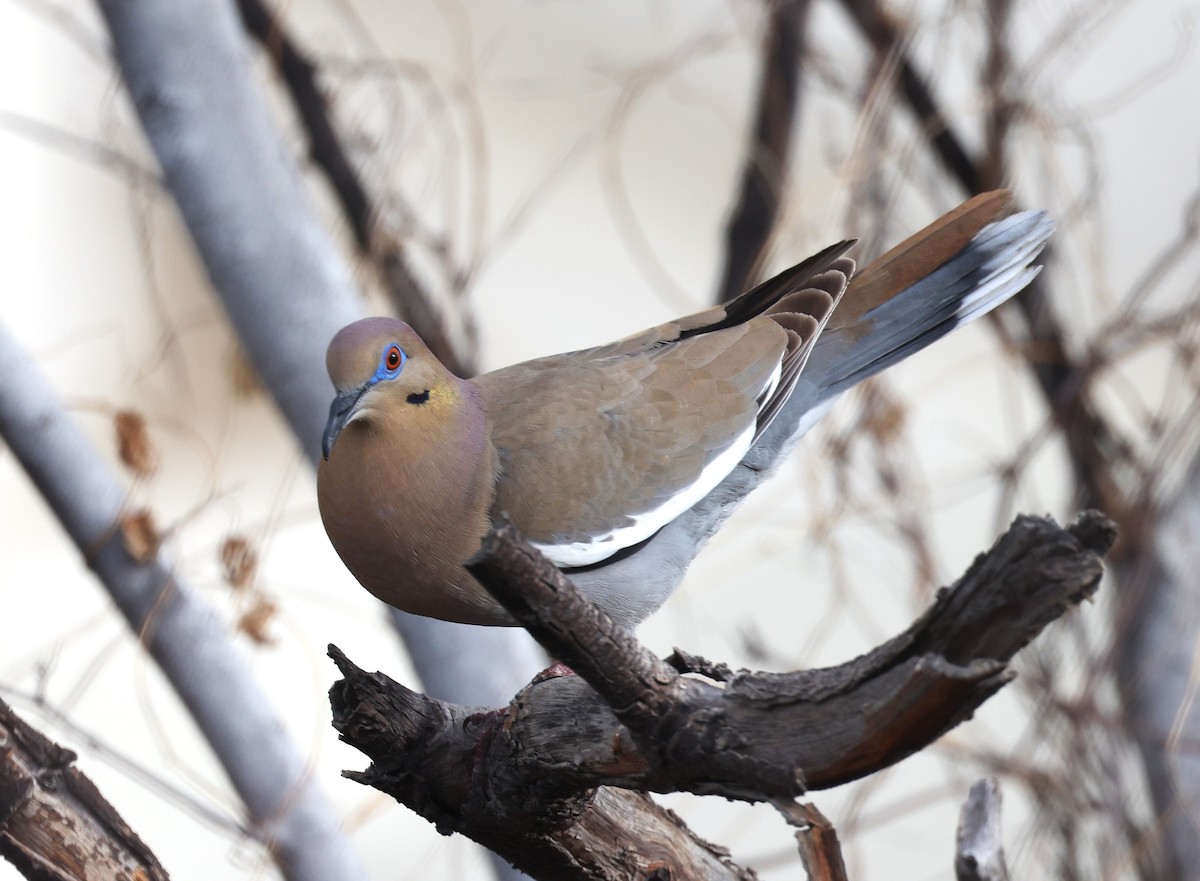 White-winged Dove - ML540111331