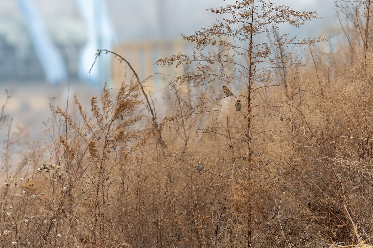 Little Bunting - ML540111861