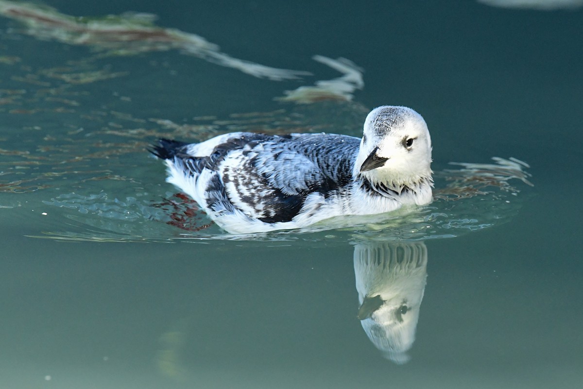 Black Guillemot - ML540112021