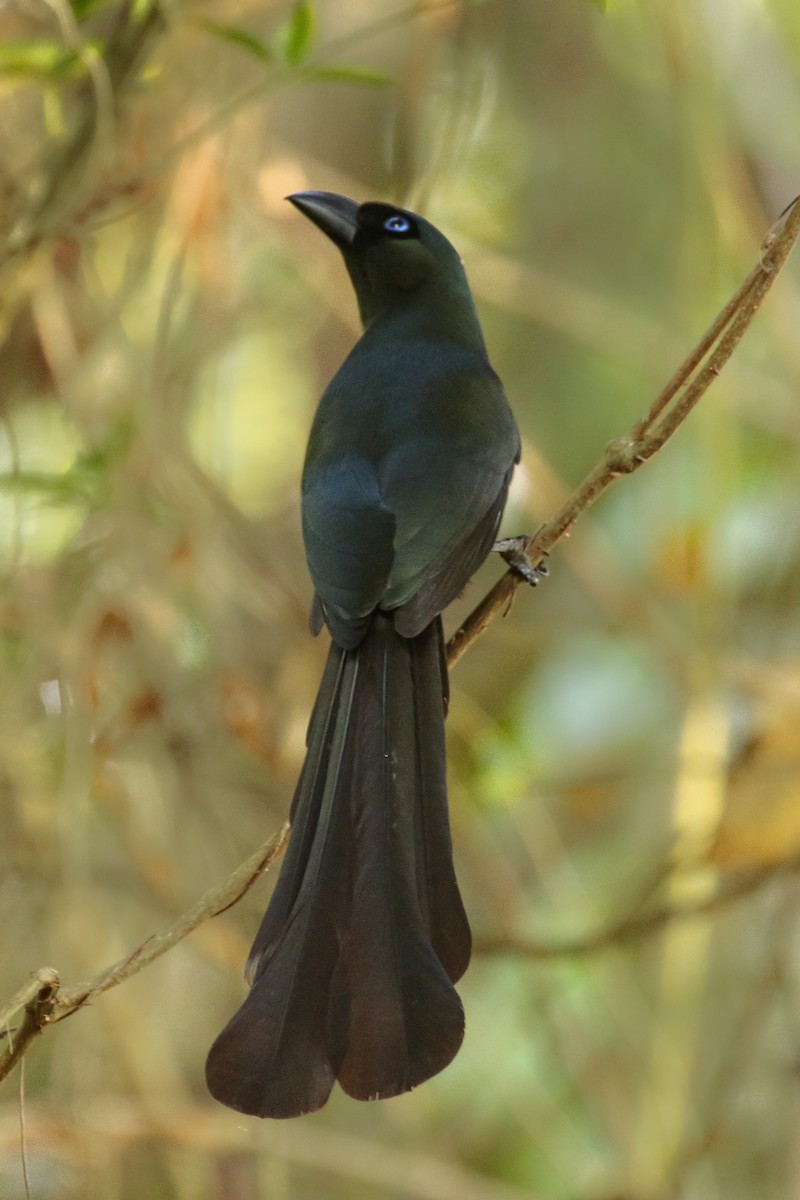 Racket-tailed Treepie - Frank Thierfelder