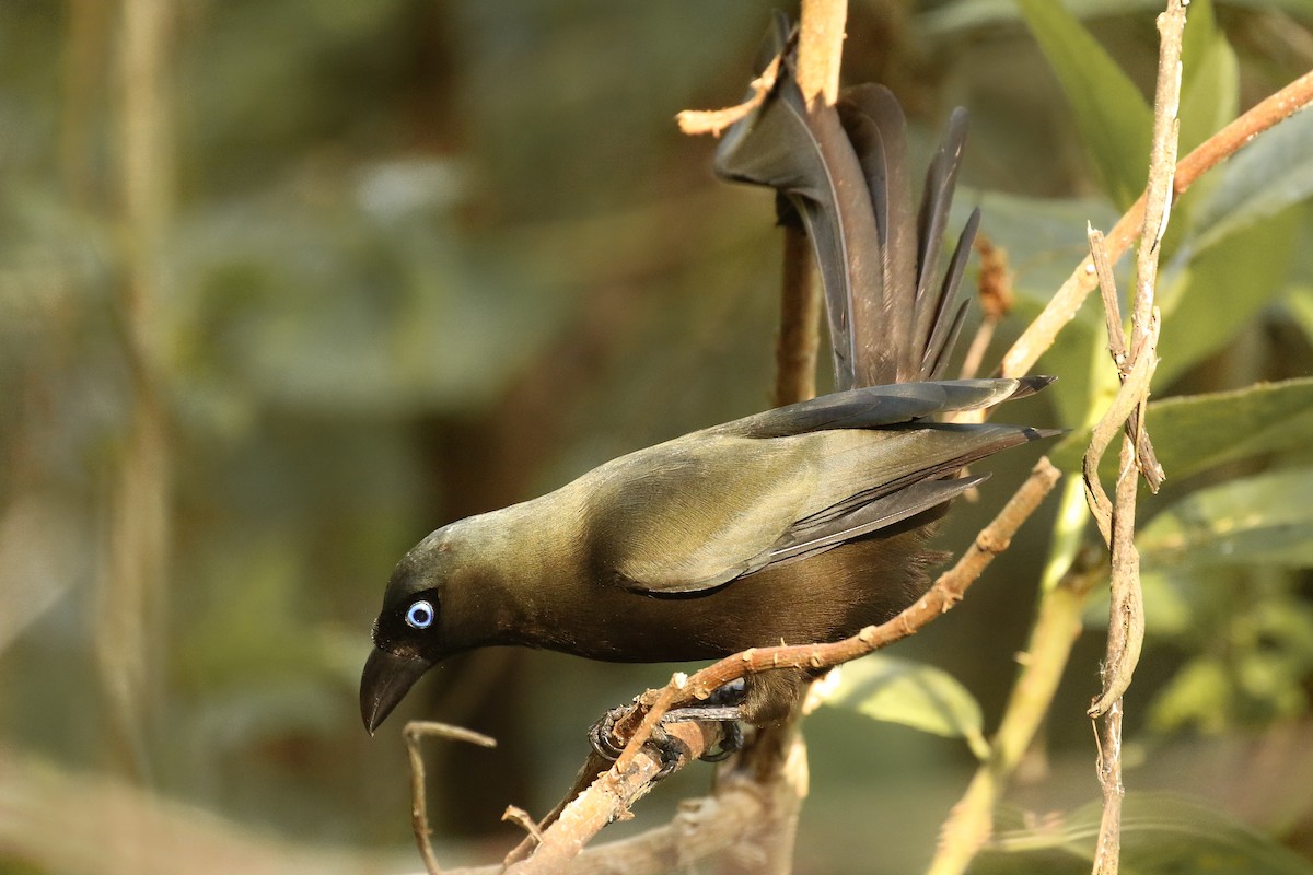 Racket-tailed Treepie - Frank Thierfelder