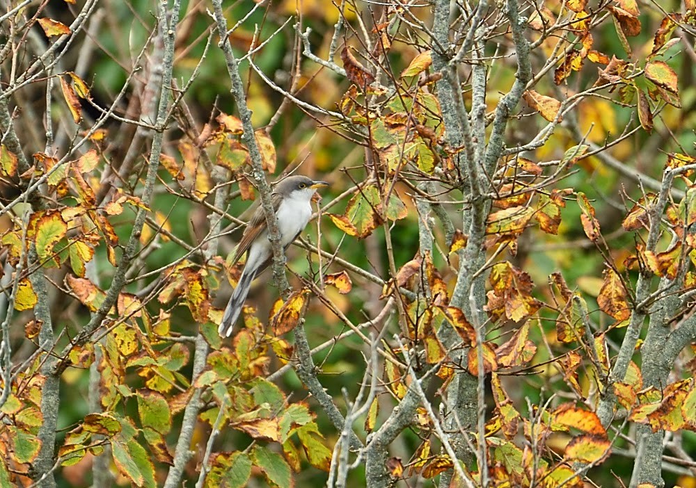 Yellow-billed Cuckoo - ML540114321