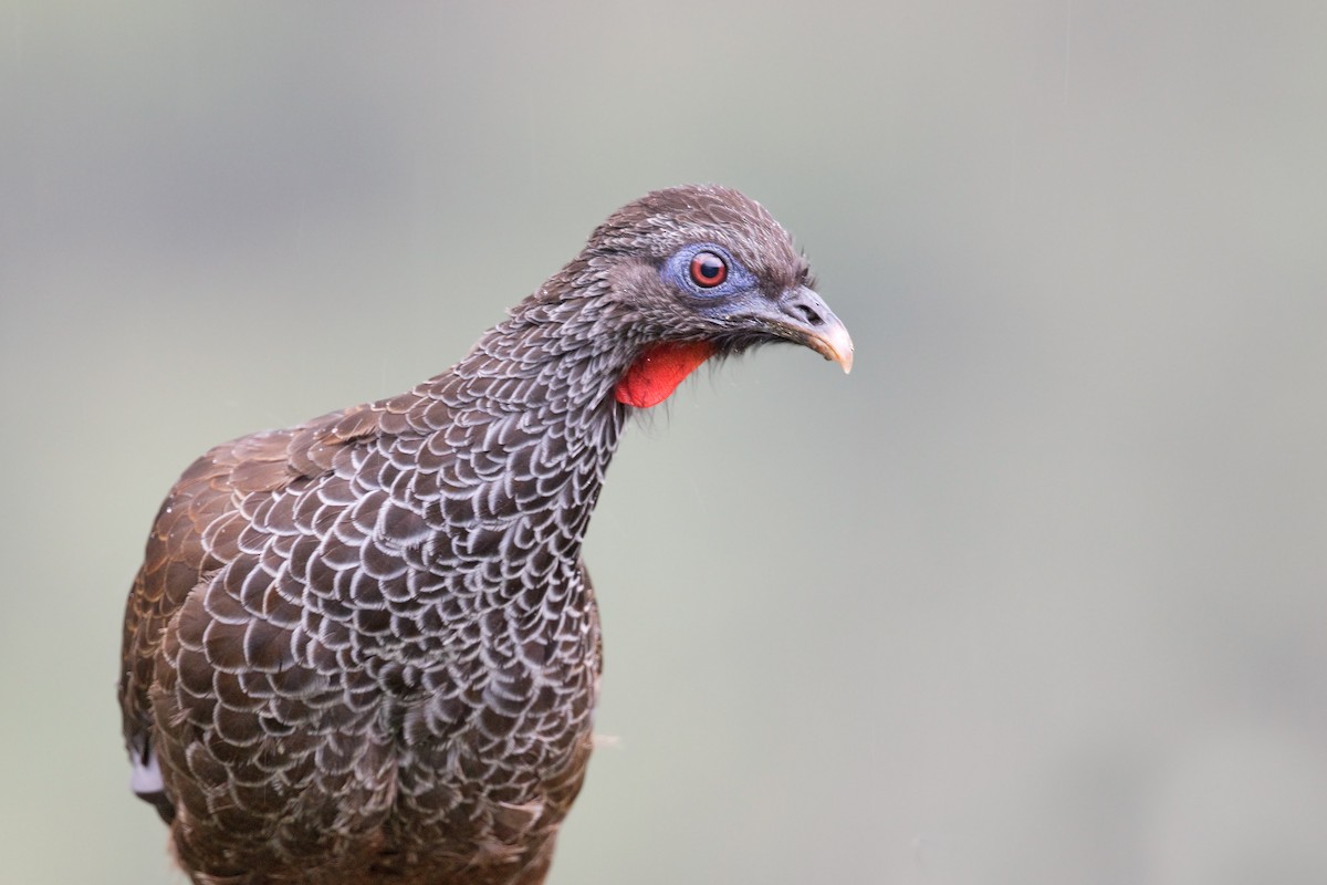 Andean Guan - ML540114341