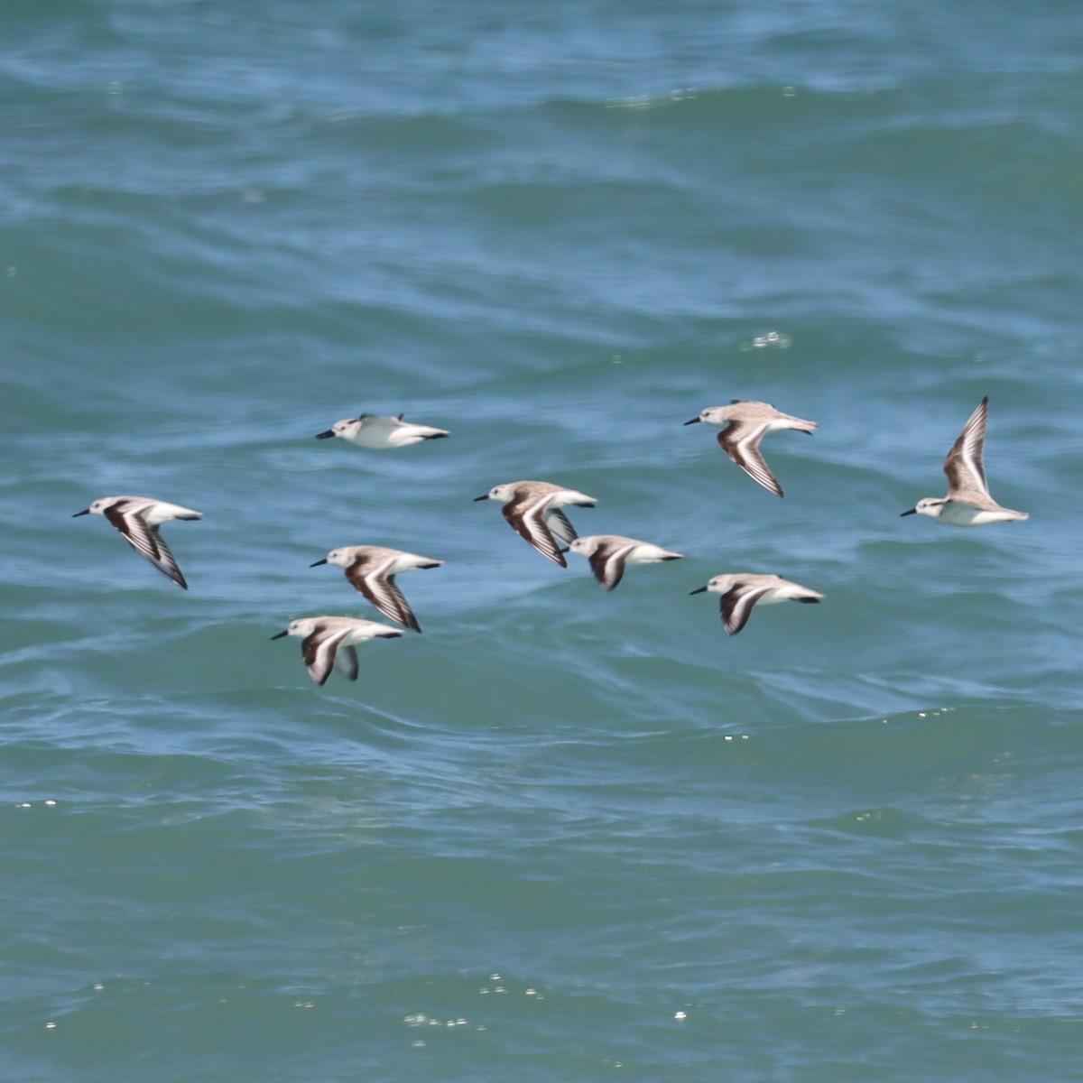 Sanderling - ML540114871