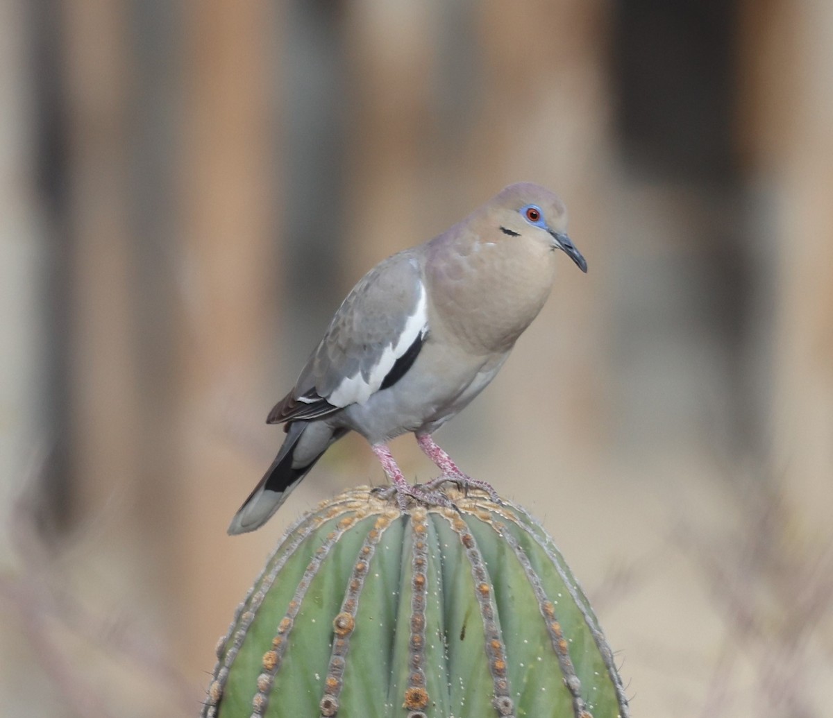 White-winged Dove - Peter Veighey