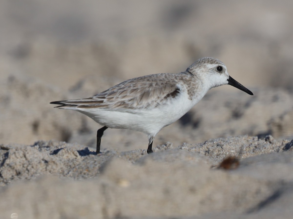 Sanderling - ML540115061