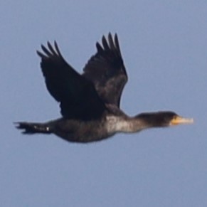 Double-crested Cormorant - ML540115201