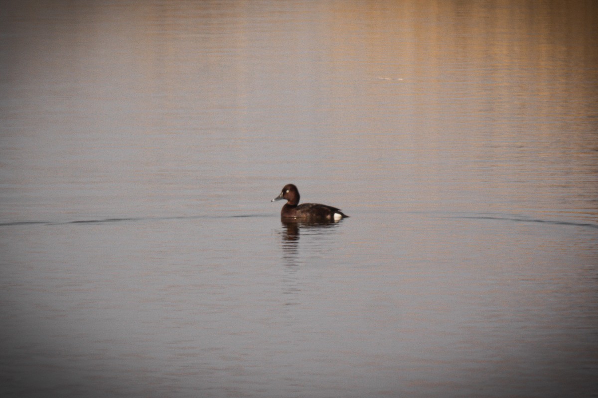 Ferruginous Duck - ML540115671