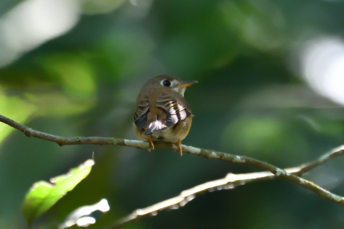 Brown-breasted Flycatcher - ML540116421