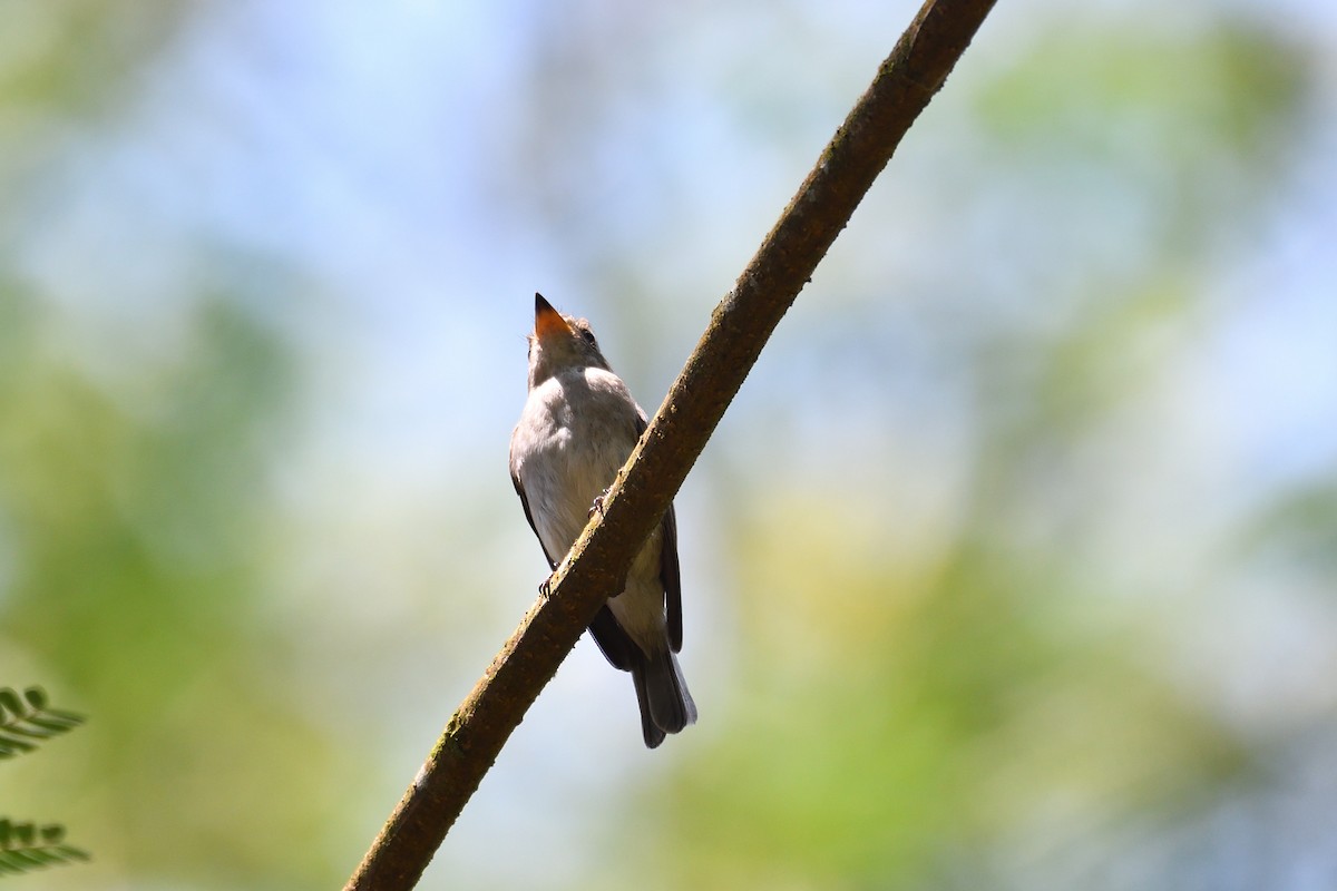 Asian Brown Flycatcher - ML540116431