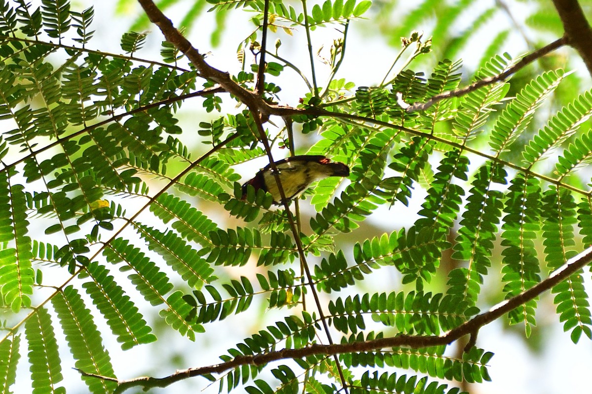 Crimson-backed Sunbird - ML540116581