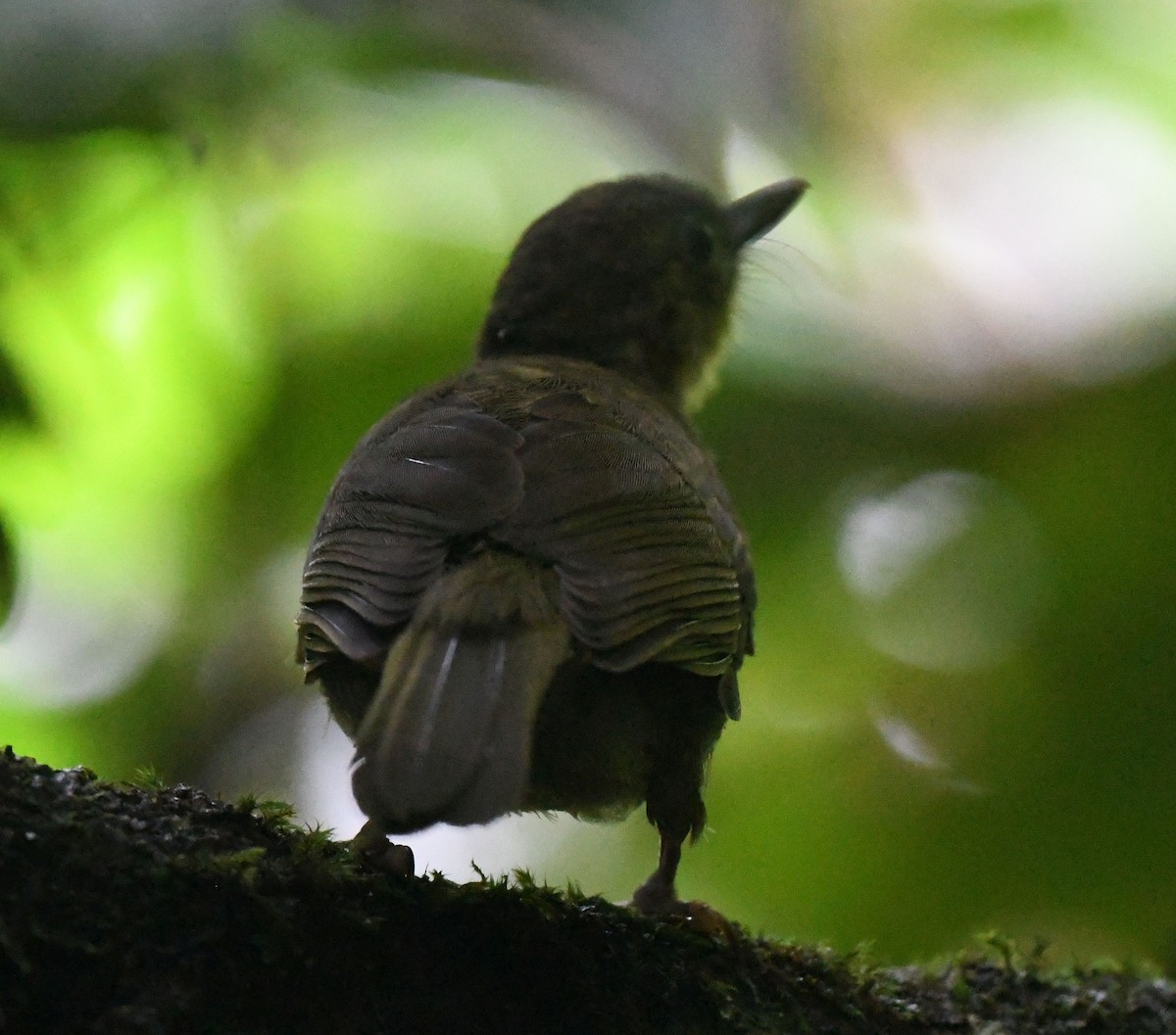 Long-billed Bernieria - ML540116931