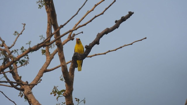 Black-naped Oriole - ML540116941