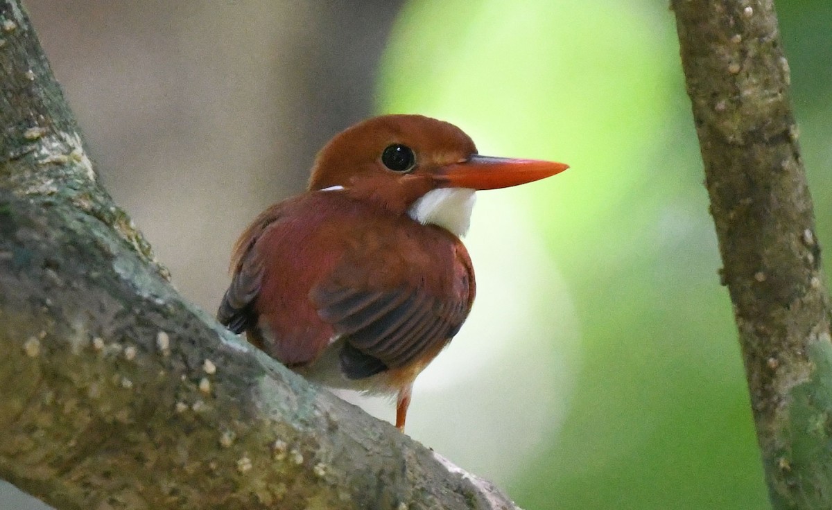 Madagascar Pygmy Kingfisher - ML540117331