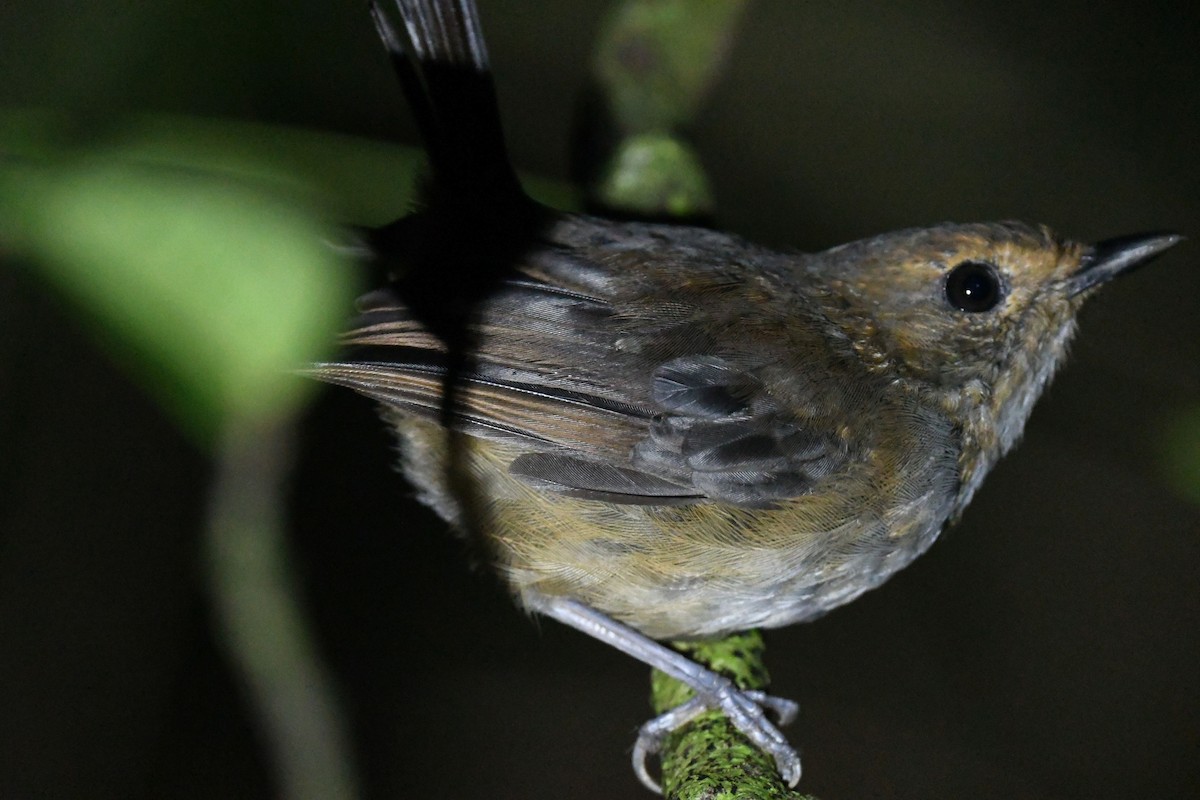 Madagascar Magpie-Robin (Black-bellied) - ML540117801