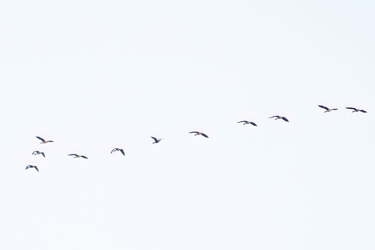 Fulvous Whistling-Duck - ML540117911