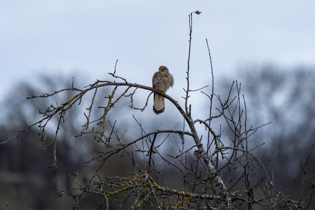 Eurasian Kestrel - ML540118131