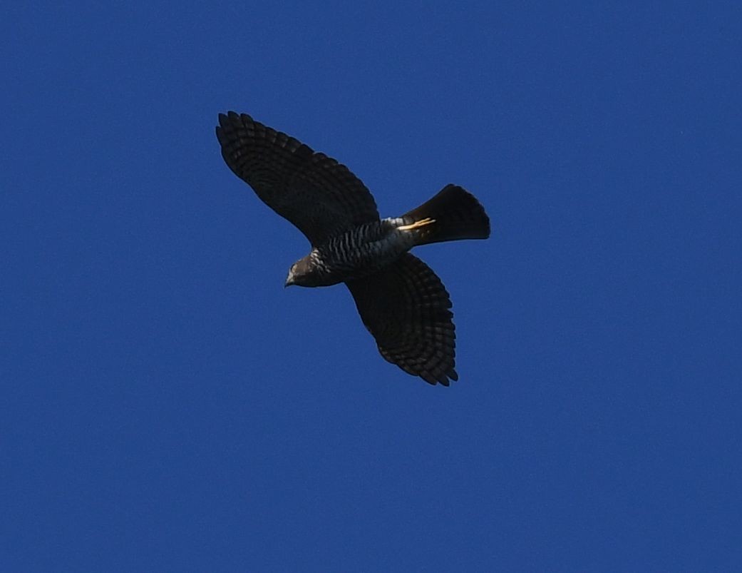 Frances's Sparrowhawk - ML540118531