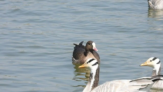 Lesser White-fronted Goose - ML540118551