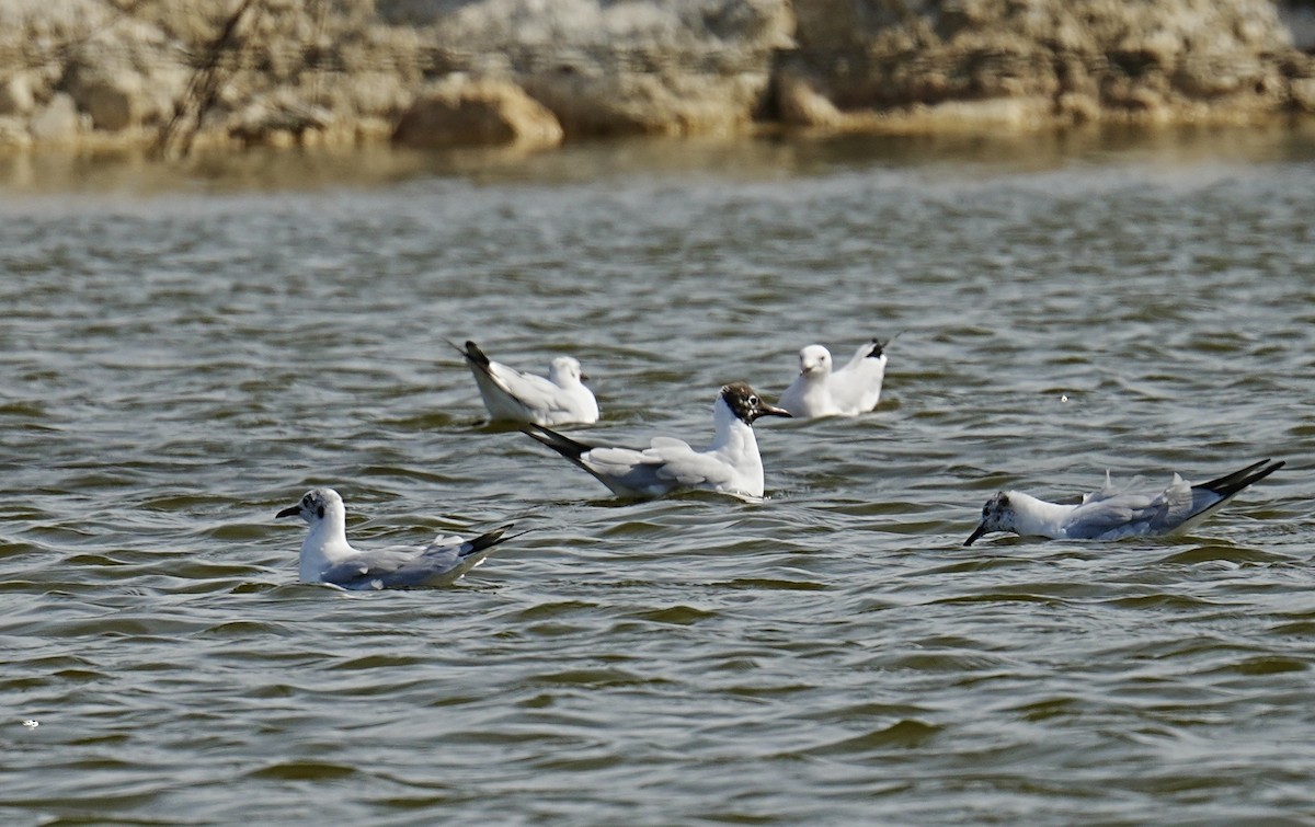 Mouette rieuse - ML540118661