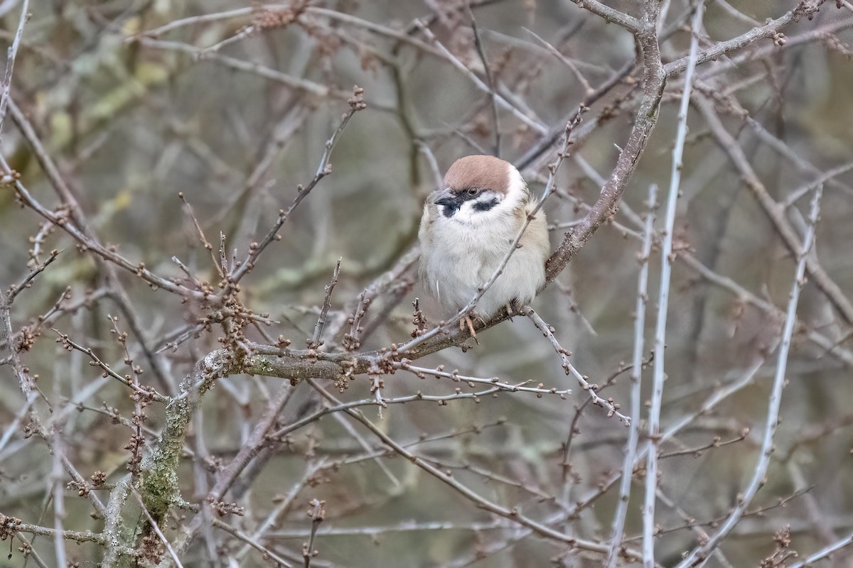 Eurasian Tree Sparrow - ML540118761