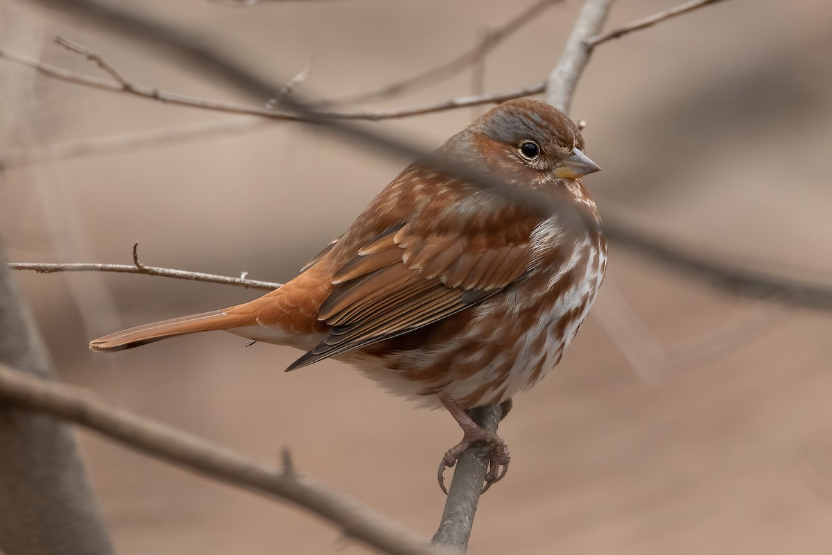 Fox Sparrow (Red) - ML540118831