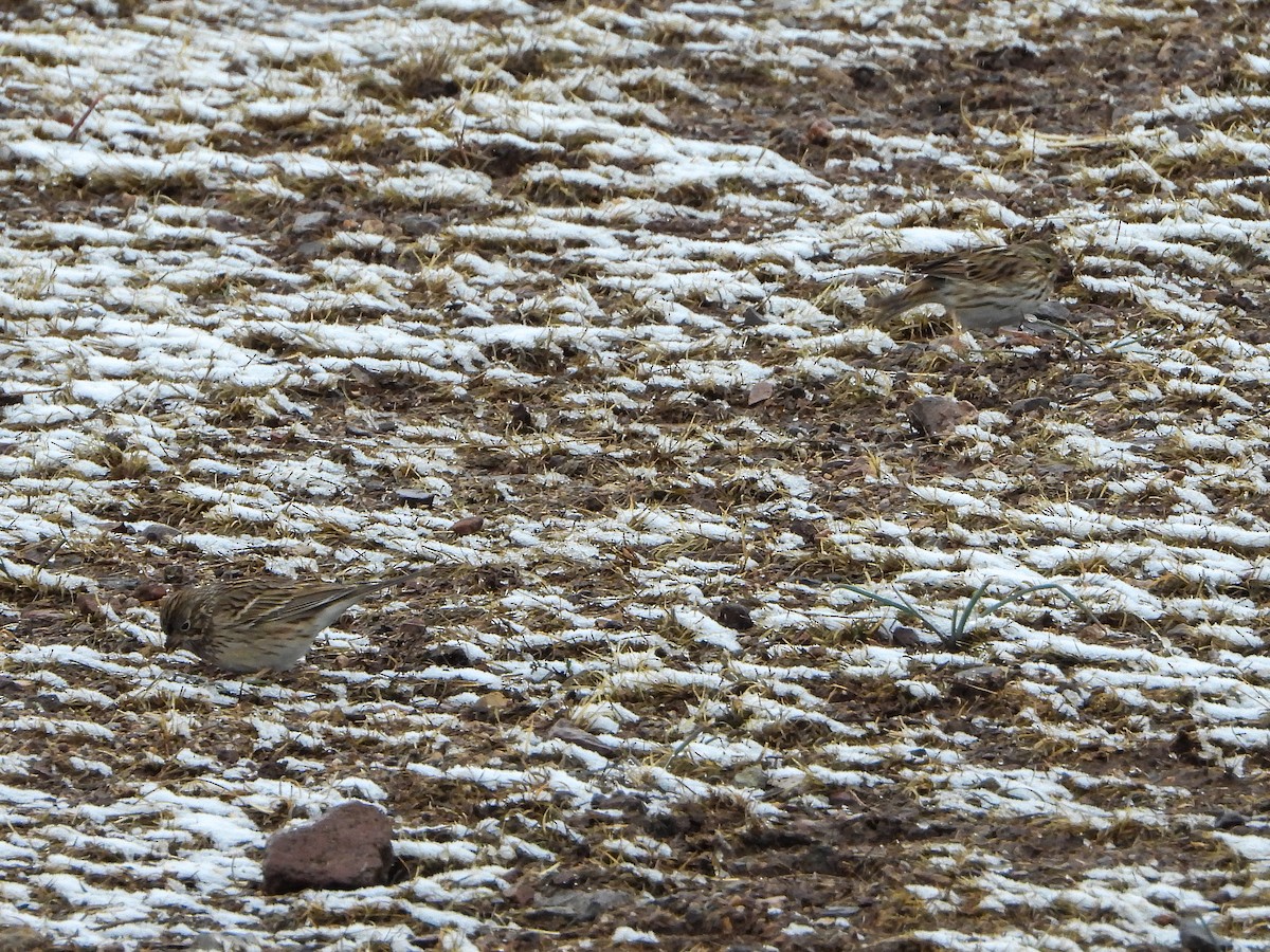 Savannah Sparrow - ML540118901