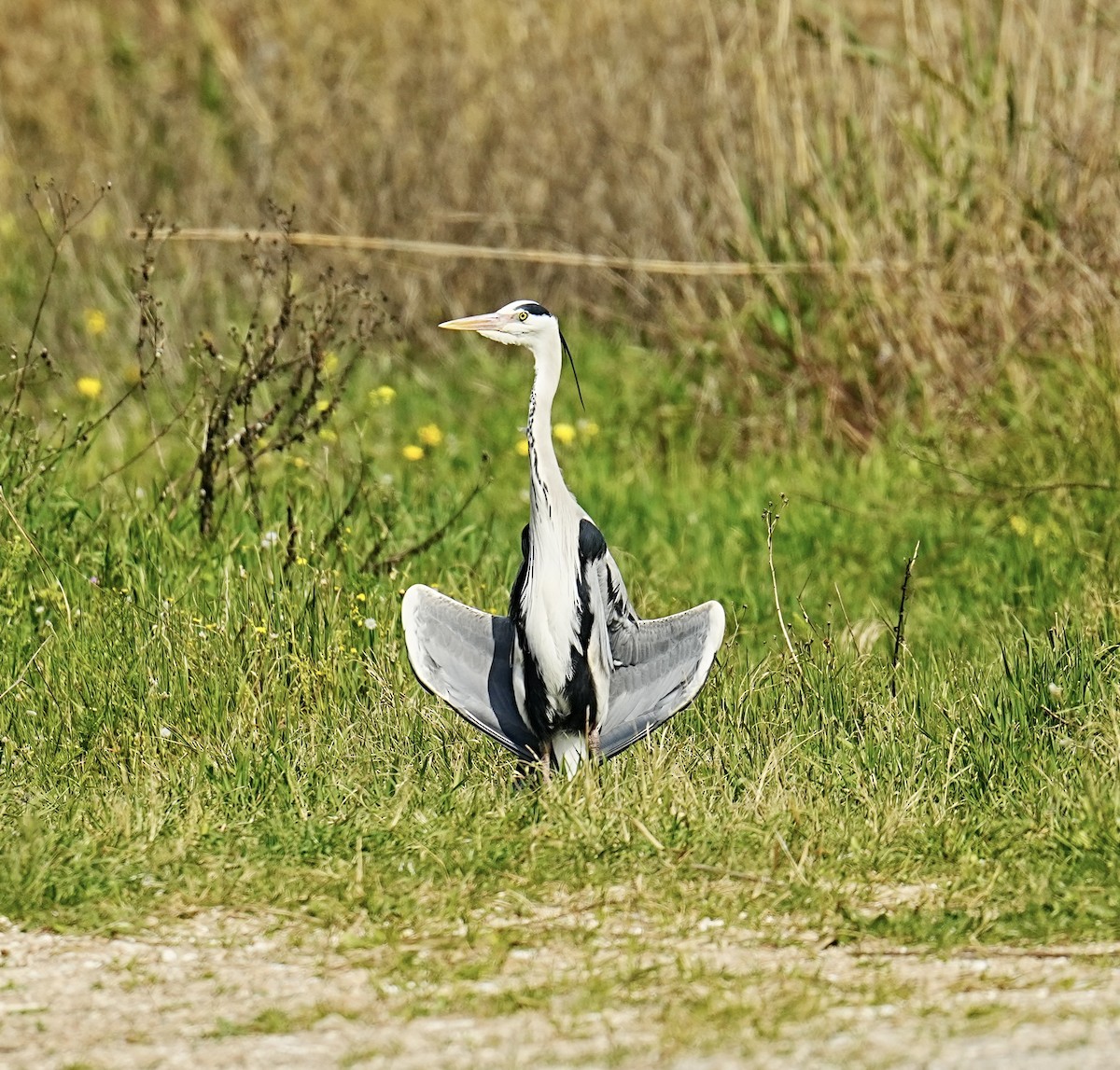 Gray Heron - ML540118951