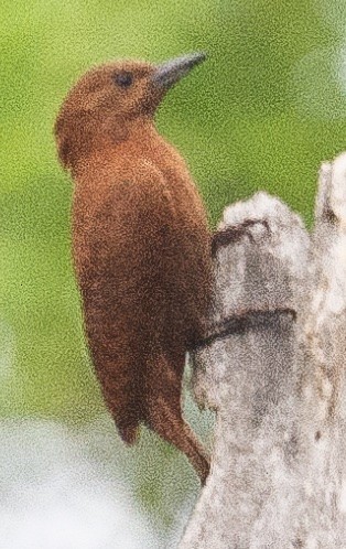 Rufous Woodpecker - ML540119131