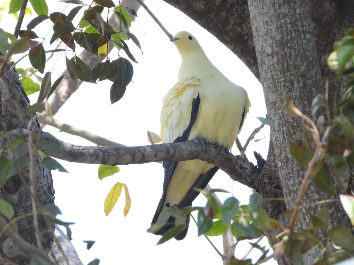 Pied Imperial-Pigeon - ML540119201