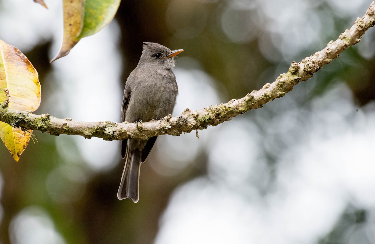 Dark Pewee - Melissa James