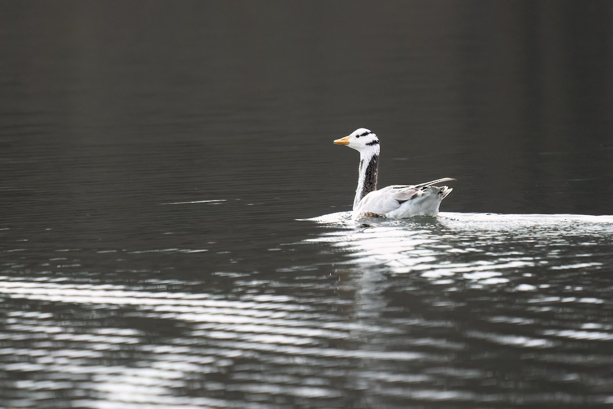 Bar-headed Goose - ML540119831