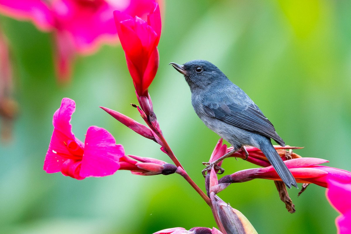 Slaty Flowerpiercer - Melissa James