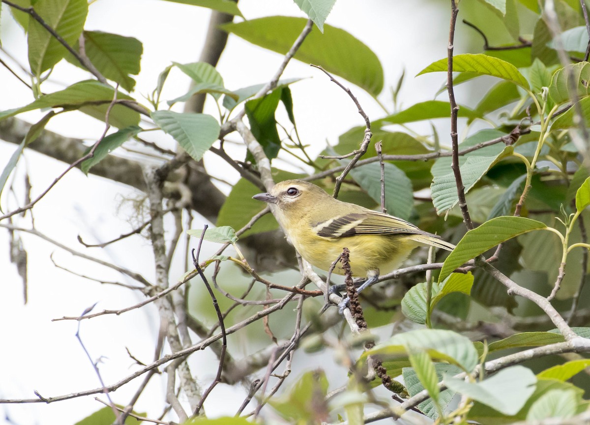 Yellow-winged Vireo - ML54012041