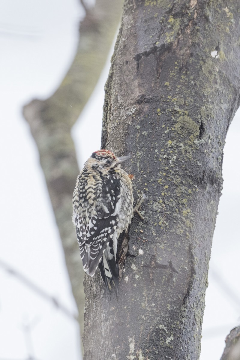 Yellow-bellied Sapsucker - ML540120491