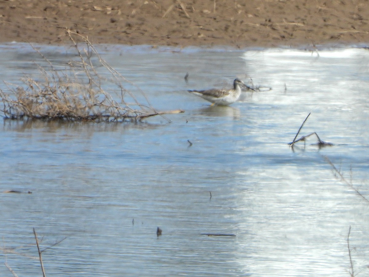 Greater Yellowlegs - ML540120521