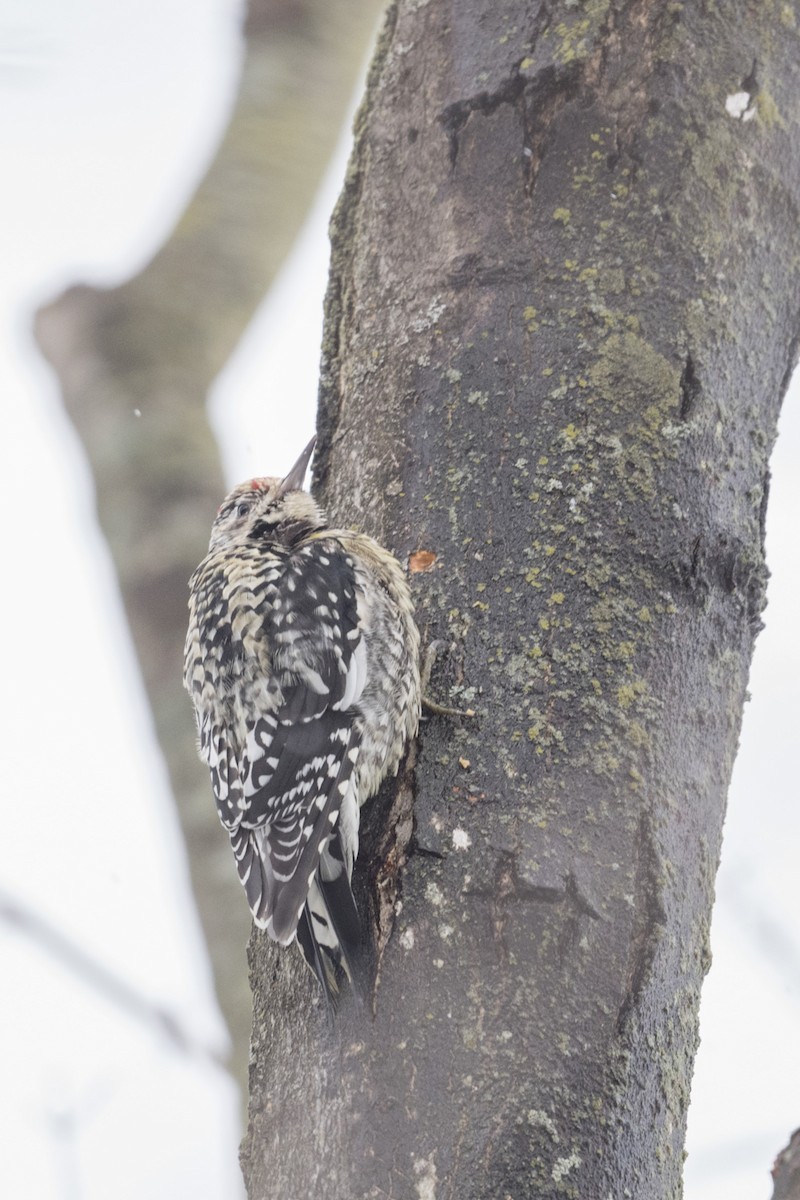 Yellow-bellied Sapsucker - ML540120601