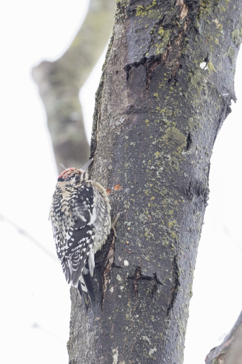 Yellow-bellied Sapsucker - ML540120731