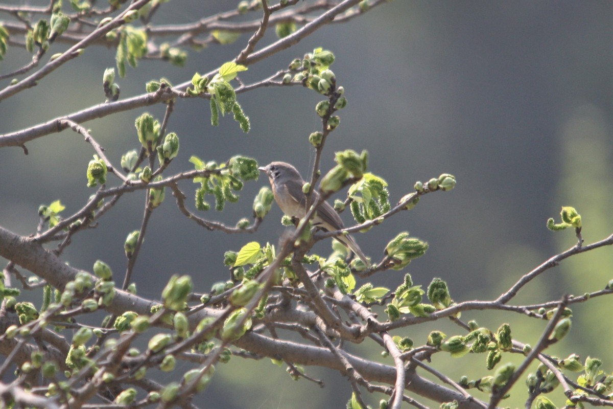 Red-breasted Flycatcher - ML540121191