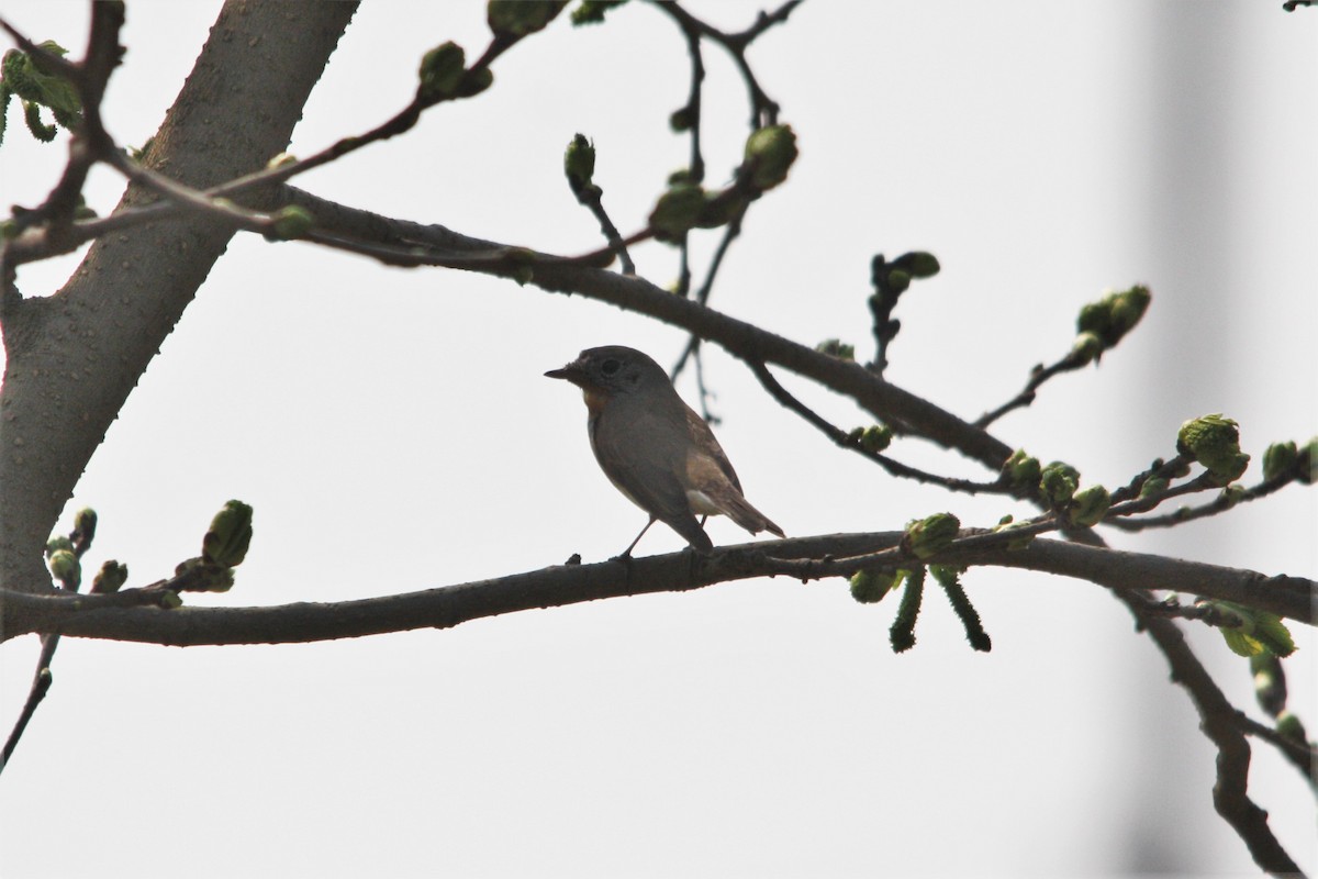 Red-breasted Flycatcher - ML540121201