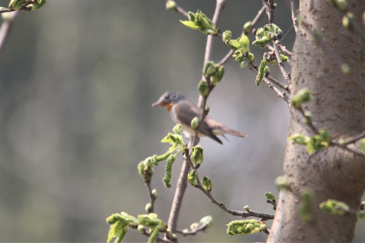 Red-breasted Flycatcher - ML540121211