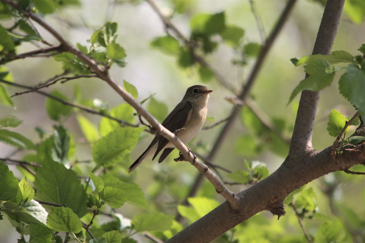 Red-breasted Flycatcher - ML540121221