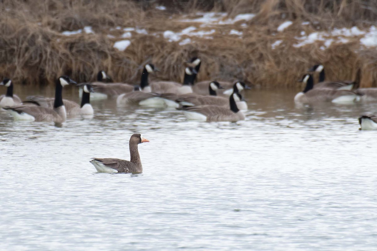 Greater White-fronted Goose - ML540121661
