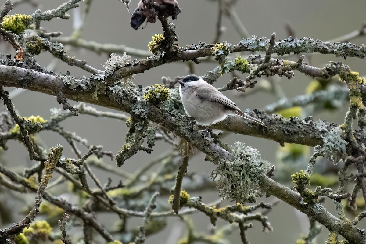 Marsh Tit - ML540121691