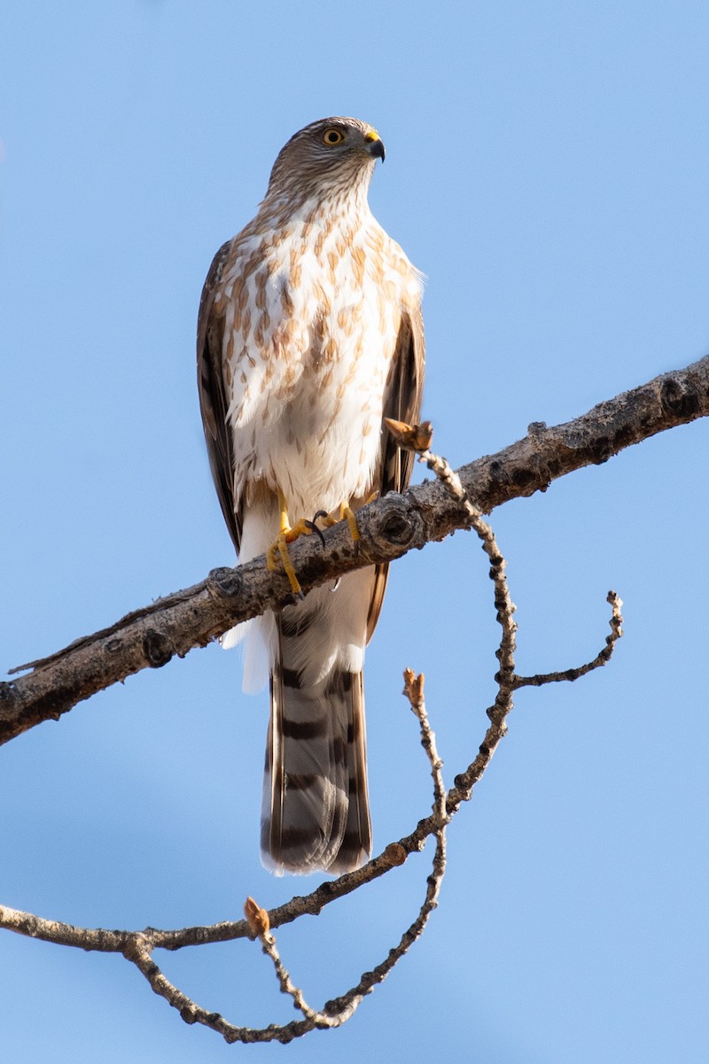 Sharp-shinned Hawk - ML540121851