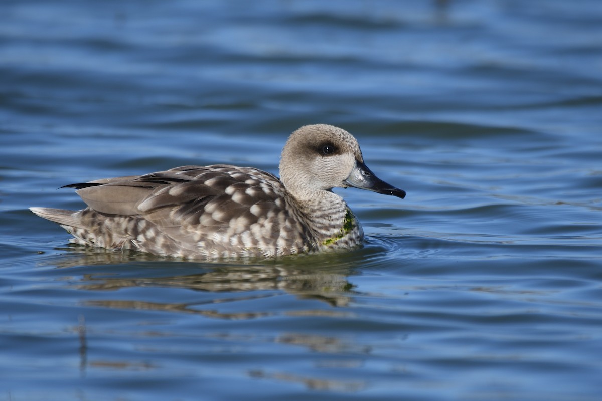 Marbled Duck - Santiago Caballero Carrera